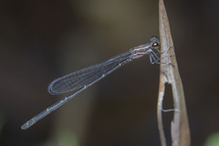 Mortonagrion arthuri