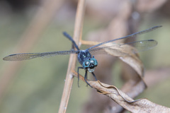 Pornothemis starrei