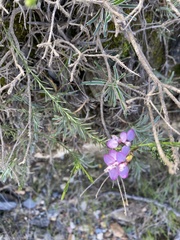 Polygala meridionalis