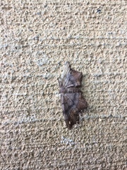 Hypagyrtis