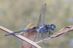 Pornothemis starrei