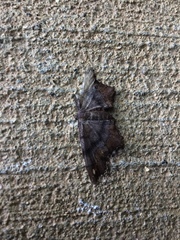 Hypagyrtis