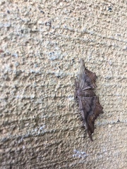 Hypagyrtis