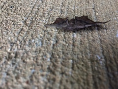 Hypagyrtis