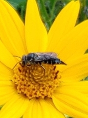 Synocoelioxys