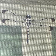Libellula axilena
