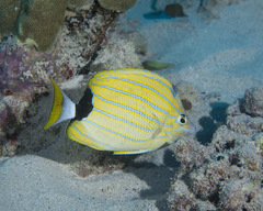 Chaetodon fremblii