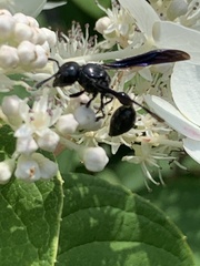 Zethus spinipes spinipes