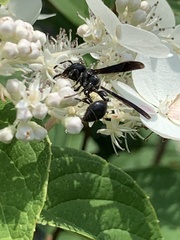 Zethus spinipes spinipes