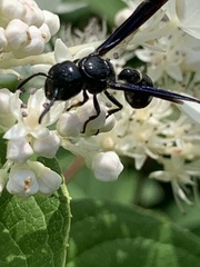 Zethus spinipes spinipes