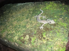 Hemiphyllodactylus typus