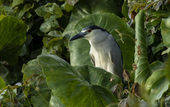 Nycticorax nycticorax