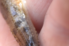 Cottus caeruleomentum