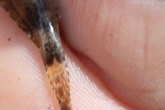 Cottus caeruleomentum