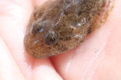 Cottus caeruleomentum