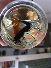 Urocerus californicus