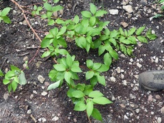 Cornus sericea occidentalis