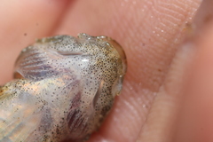 Cottus caeruleomentum