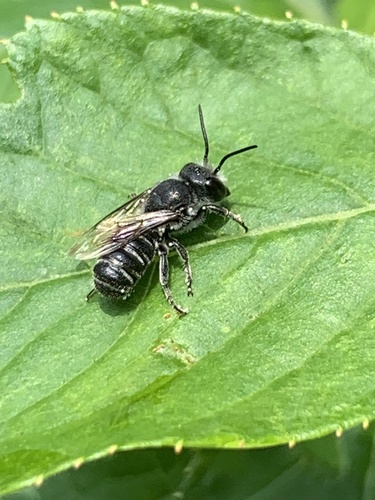 Bellflower Resin Bee photo 5