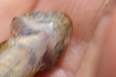 Cottus caeruleomentum