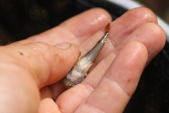 Cottus caeruleomentum