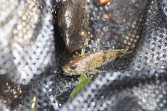 Cottus caeruleomentum