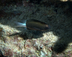 Pycnochromis hanui