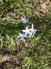 Amsonia ciliata texana