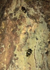 Iphiclus abdominalis