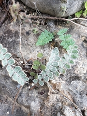 Astrolepis integerrima