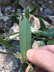 Parsonsia rotata