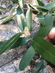 Parsonsia rotata