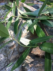 Parsonsia rotata