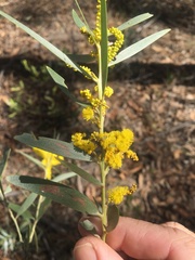 Acacia leptostachya