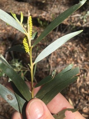 Acacia leptostachya