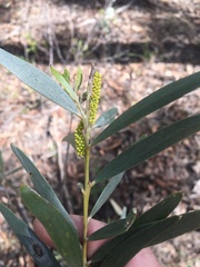 Acacia leptostachya