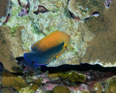 Centropyge potteri