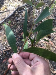 Acacia crassa