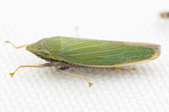 Draeculacephala robinsoni