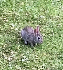 Sylvilagus floridanus