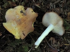 Gerhardtia