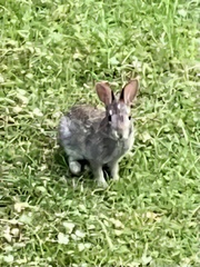 Sylvilagus floridanus
