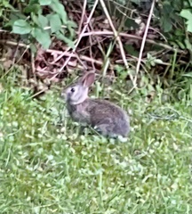 Sylvilagus floridanus