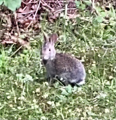 Sylvilagus floridanus
