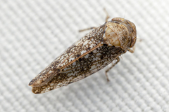 Paraphlepsius collitus