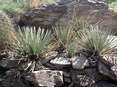 Agave schottii schottii