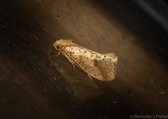 Azaleodes micronipha