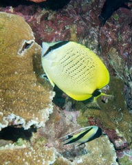 Chaetodon miliaris