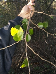Coccoloba argentinensis