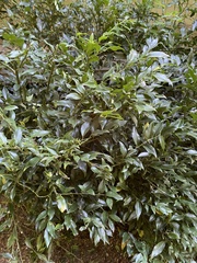 Sarcococca
